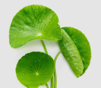 Centella 