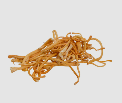 Cordyceps