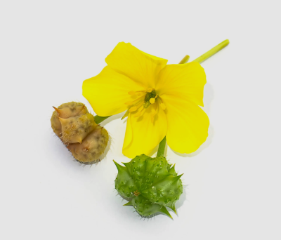 Tribulus Terrestris 